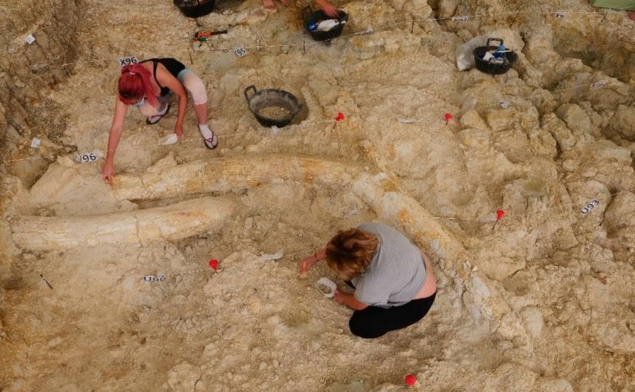 Vista de la «majestuosas» defensas de Mammuthus meridionales encontradas en Fuente Nueva 3. 