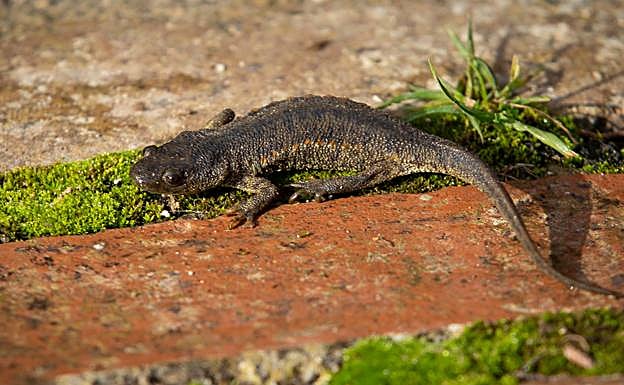 Gallipato, un anfibio de larga tradición en la Alhambra. 