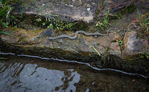 Una pequeña culebra acuática, a punto de introducirse en un estanque de Palacio de Yusuf III. 