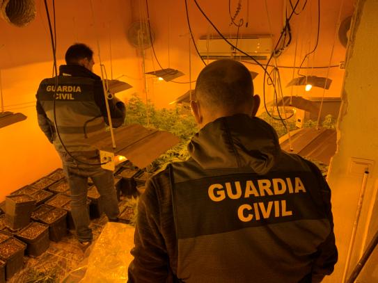 Efectivos de la Guardia Civil incautan marihuana.