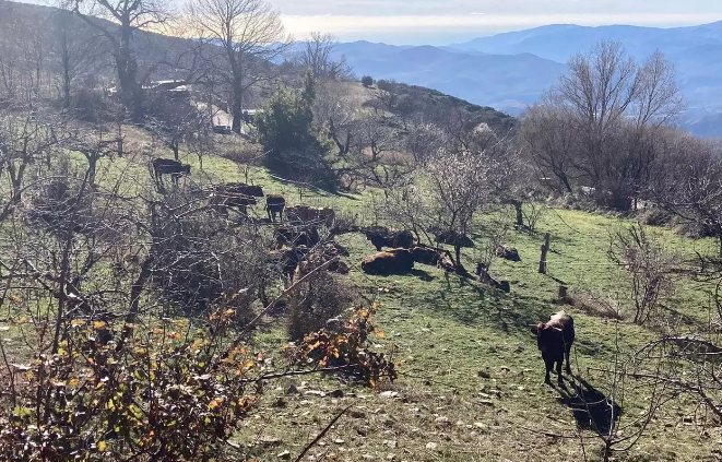 Vacas pastando en Bayárcal, en Almería.