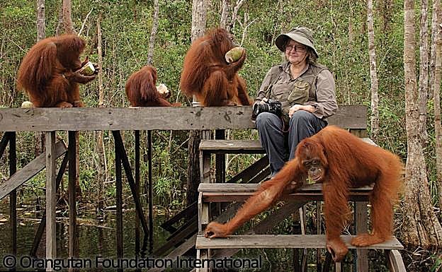 Biruté Galdikas, rodeada de oragutanes.