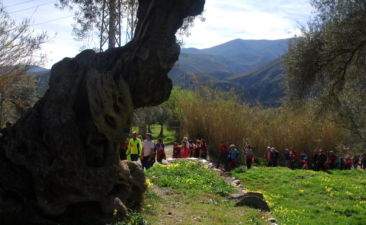 Senderistas haciendo la ruta del olovo centenario