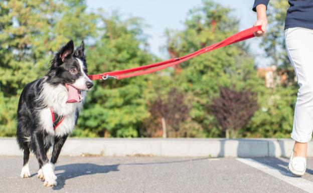 La DGT lanza un importante aviso a los peatones que circulan con perros