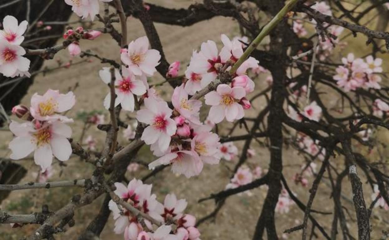 Almendros en flor 