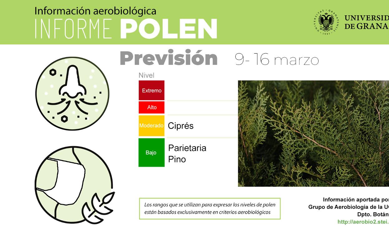 Las precipitaciones mantienen el polen del ciprés en niveles moderados en Granada