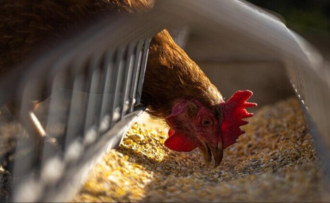 Una gallina ponedora en una explotación avícola.