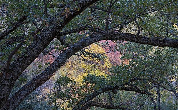 Otoño en la Vereda de la Estrella. 