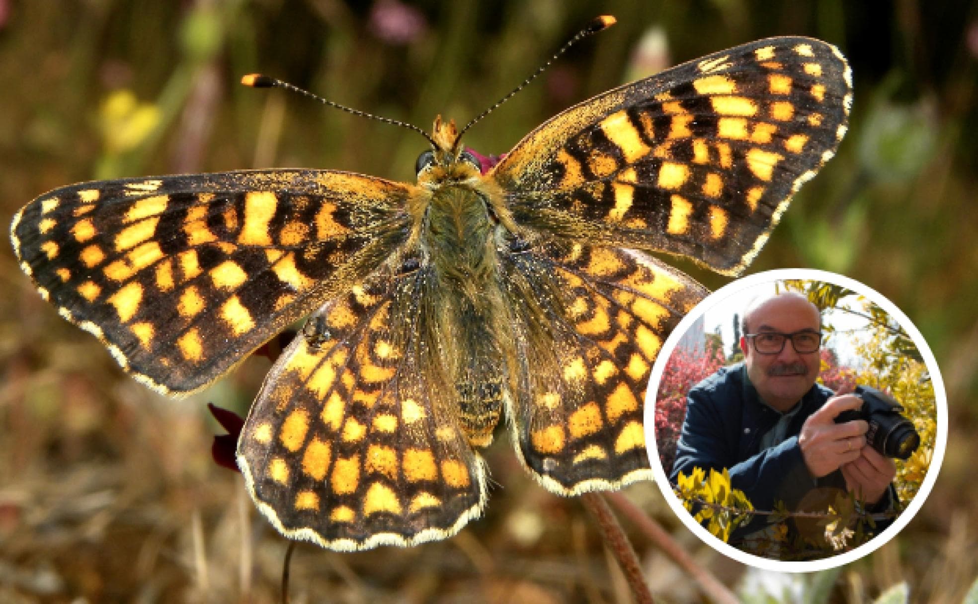 Un ceramista descubre una nueva especie: la mariposa granadina | Ideal