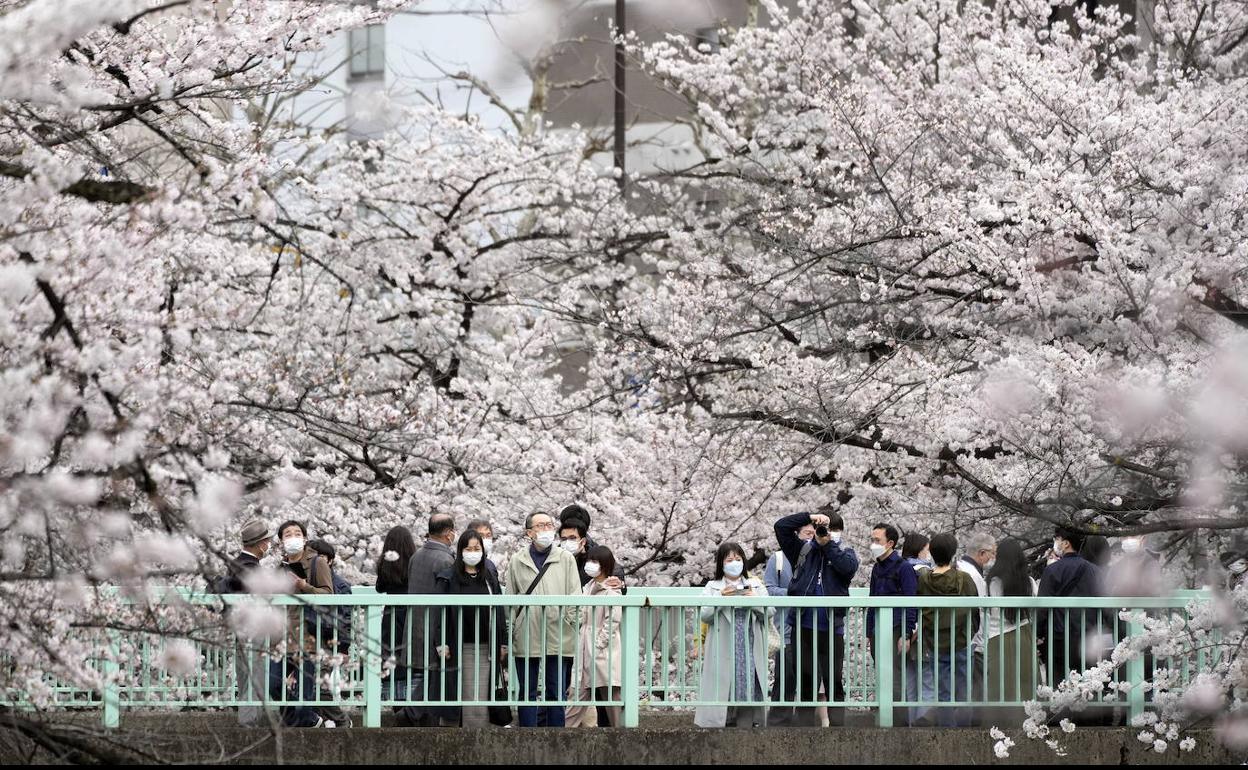 La preocupación por el descontrol de los contagios preside el 'hanami' de este año.