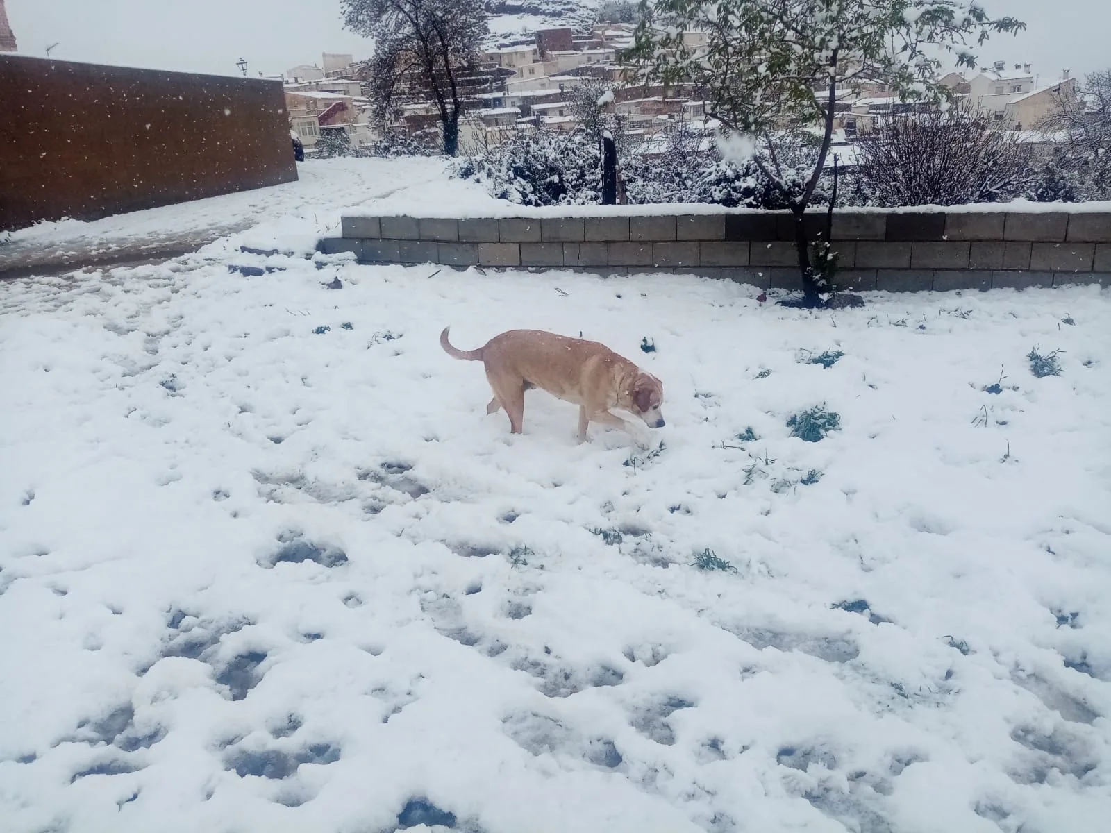 Imagen secundaria 2 - Nieve en el Marquesado de Zenete