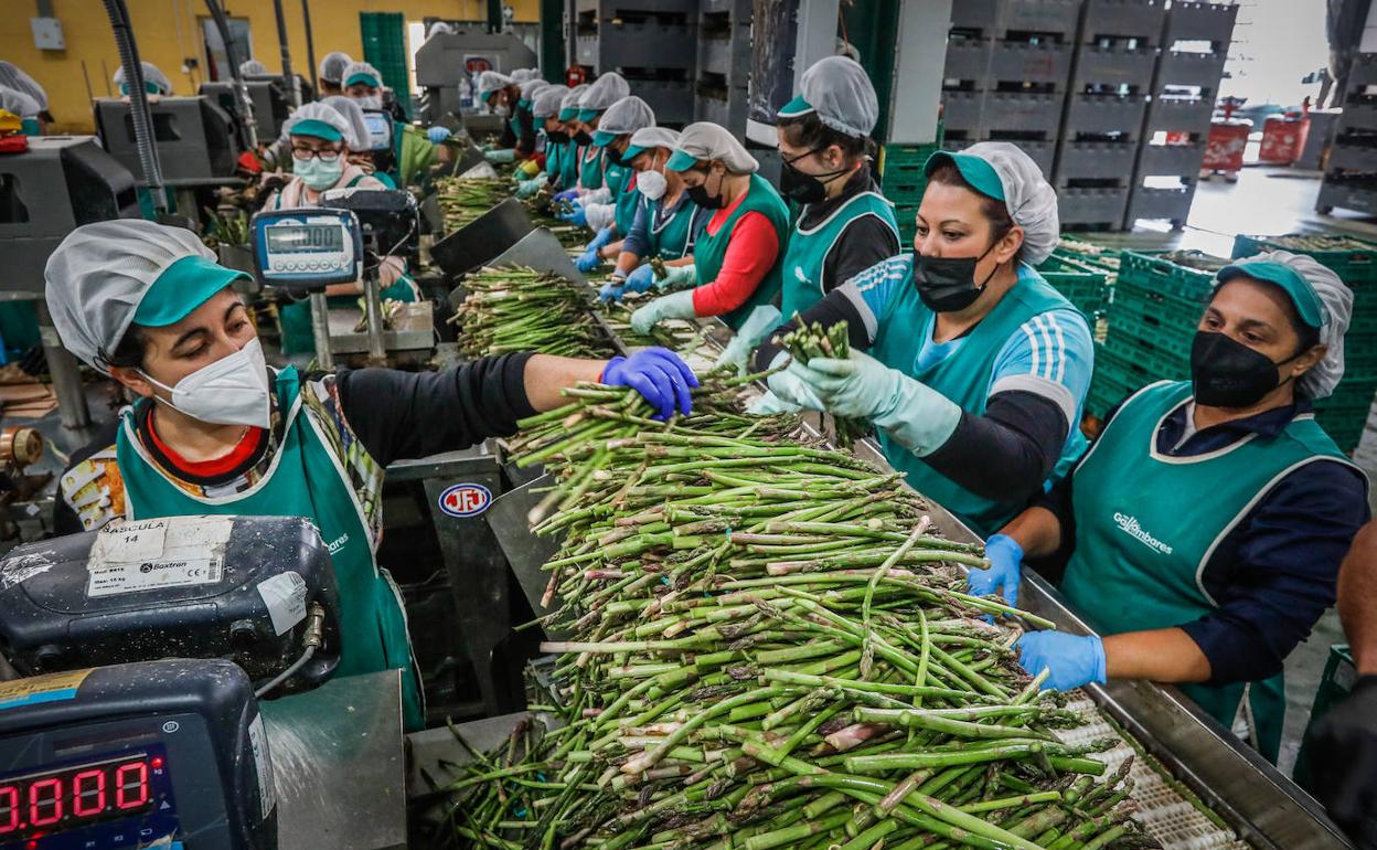 En la cooperativa Los Gallombares, una de las más potentes, están a pleno rendimiento en sus seis almacenes.