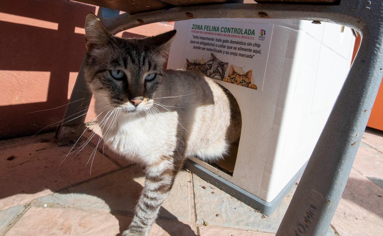esquema collar Agnes Gray Armilla crea zonas felinas para controlar las colonias de gatos callejeros  | Ideal