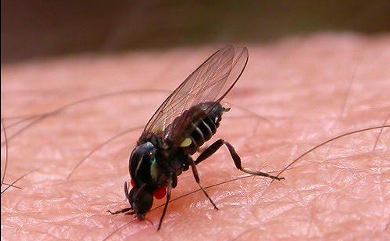 Aviso por la presencia de la mosca negra en Andalucía y sus peligros asociados