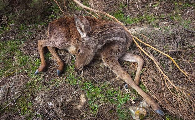 Cervatillo muerto por la bacteria. 