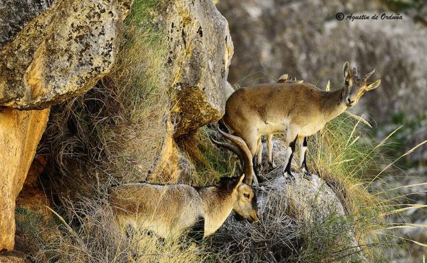 Imagen. La belleza de la Sierra de Baza por Agustín Orduña.