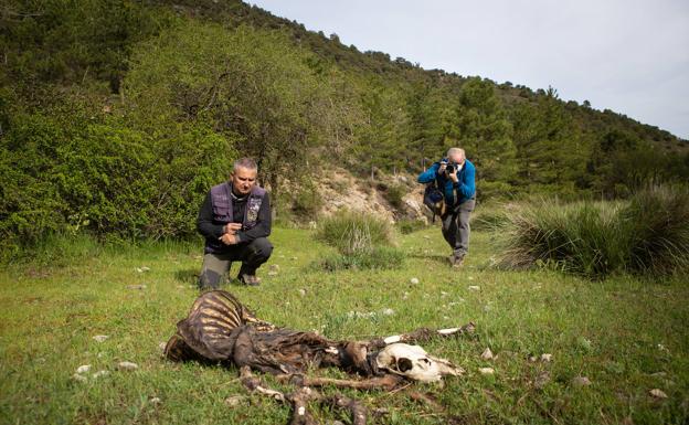 Miembros de la Asociación Proyecto Sierra de Baza observan los restos de uno de los ejemplares muertos en la segundaquincena de marzo. 