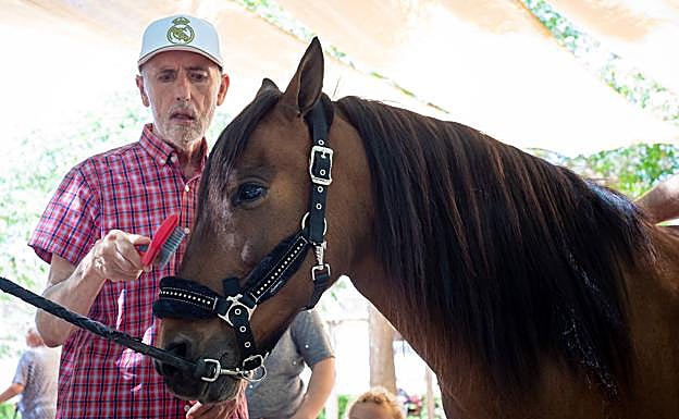 Imagen principal - Vicente (arriba) peina con soltura las crines del equino. Abajo (izquierda), José Ortiz sujeta a la yegua mientras otra usuaria la toca. Abajo (derecha), Constantina y Amelia interactúan con el animal. 