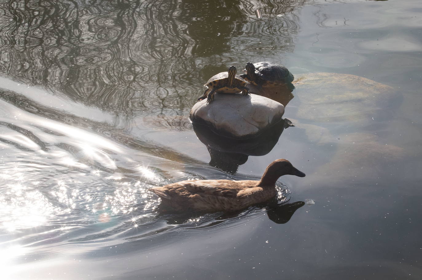 Patos y tortugas del estanque del Parque Federico García Lorca.