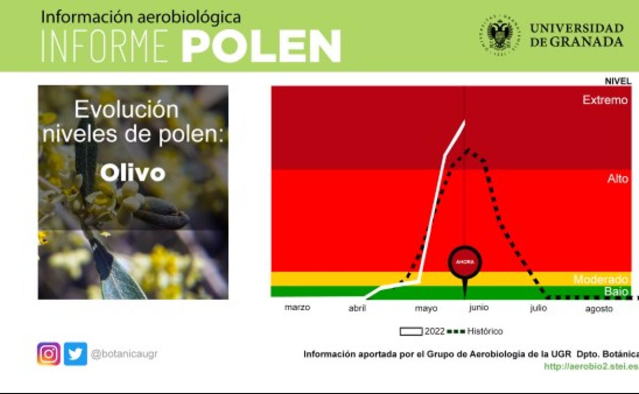 El nivel extremo del polen del olivo exige a las personas alérgicas la toma de precauciones