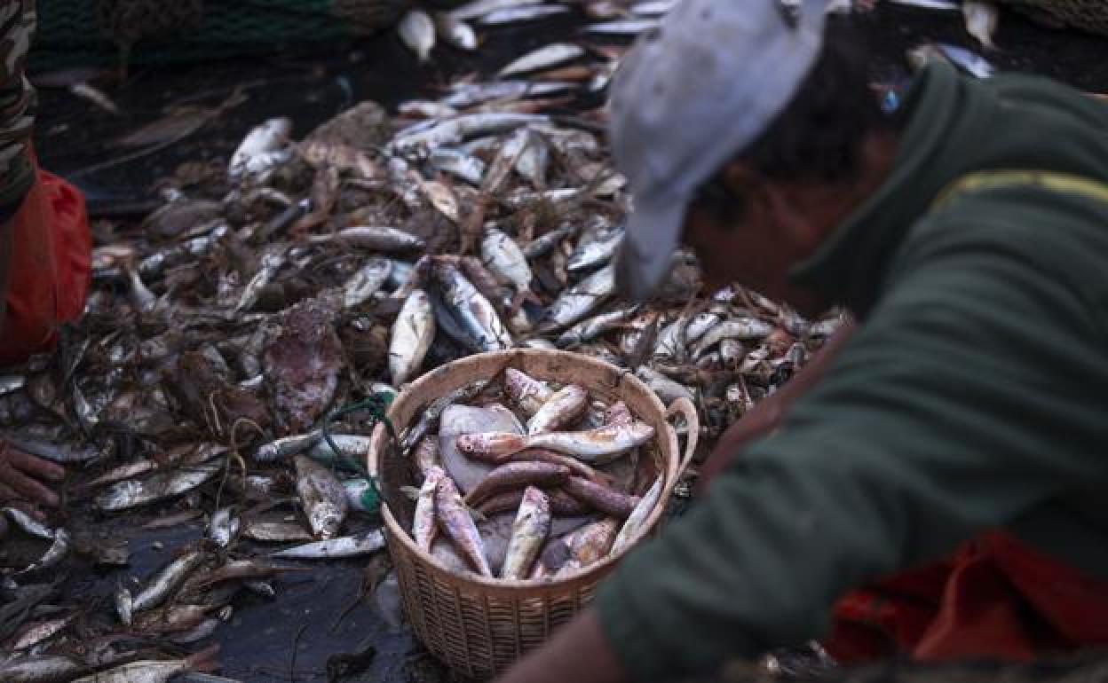 Pescado en el Puerto de Motril.