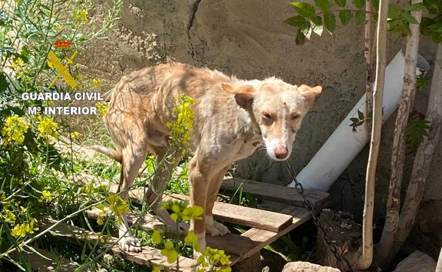 Tres investigados por abandonar a su suerte a nueve perros en un cortijo de El Fargue