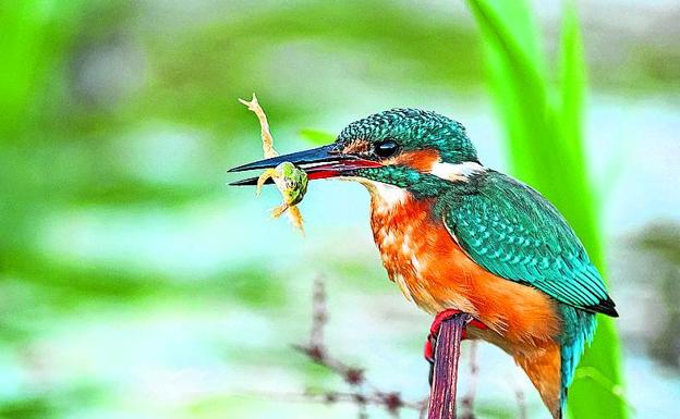 El amigo del verano. Captó a este martín pescador junto a una charca de ranas en Caminreal (Teruel). Se pasó todo un verano espiándolo hasta que se puso delante de su cámara. 