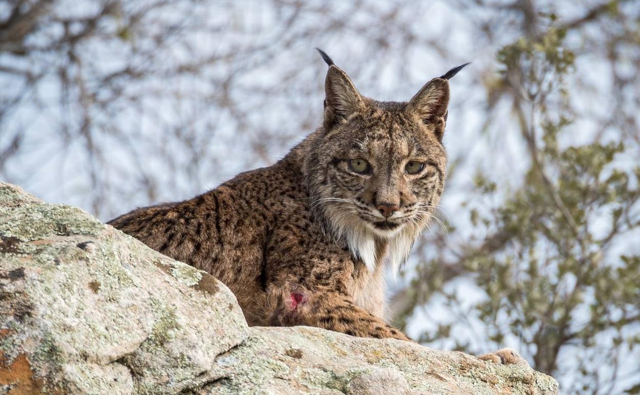 Andalucía sigue siendo la comunidad que concentra el mayor número de hembras reproductoras de toda la península ibérica.