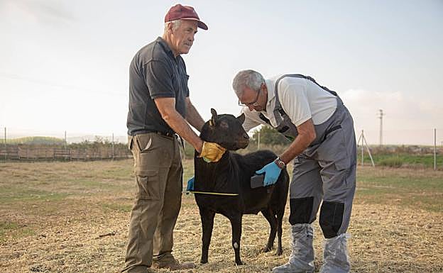 Imagen principal - Granada cría sementales caprinos de élite y vende su genética a diez países