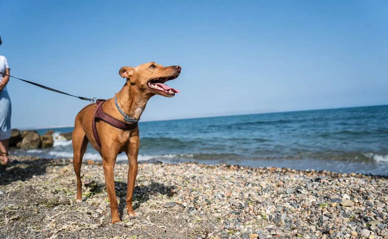Animales | Las playas caninas, una opción refrescante para los perros
