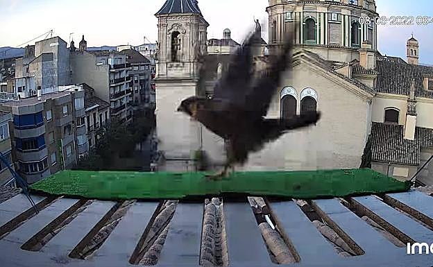 Imagen principal - Lorca y Taracea, en el nido del Hospital de San Rafael. 
