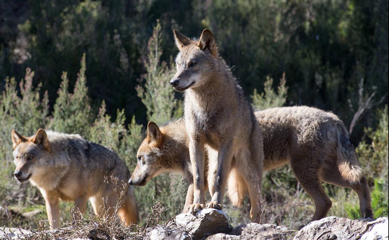 Varios lobos ibéricos en la localidad de Robledo de Sanabria, en plena Sierra de la Culebra.