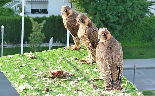 Realejo, Albaicín y Zaidín, en la segunda suelta del proyecto de reintroducción. 
