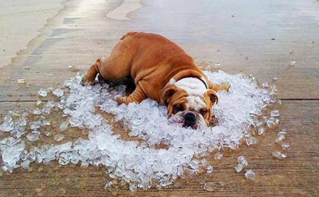 Los animales sufren especialmente el calor.
