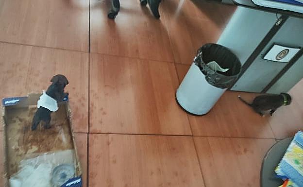 Los dos perros abandonados en una bolsa en la Plaza Aliatar de Granada se recuperan en una casa de acogida