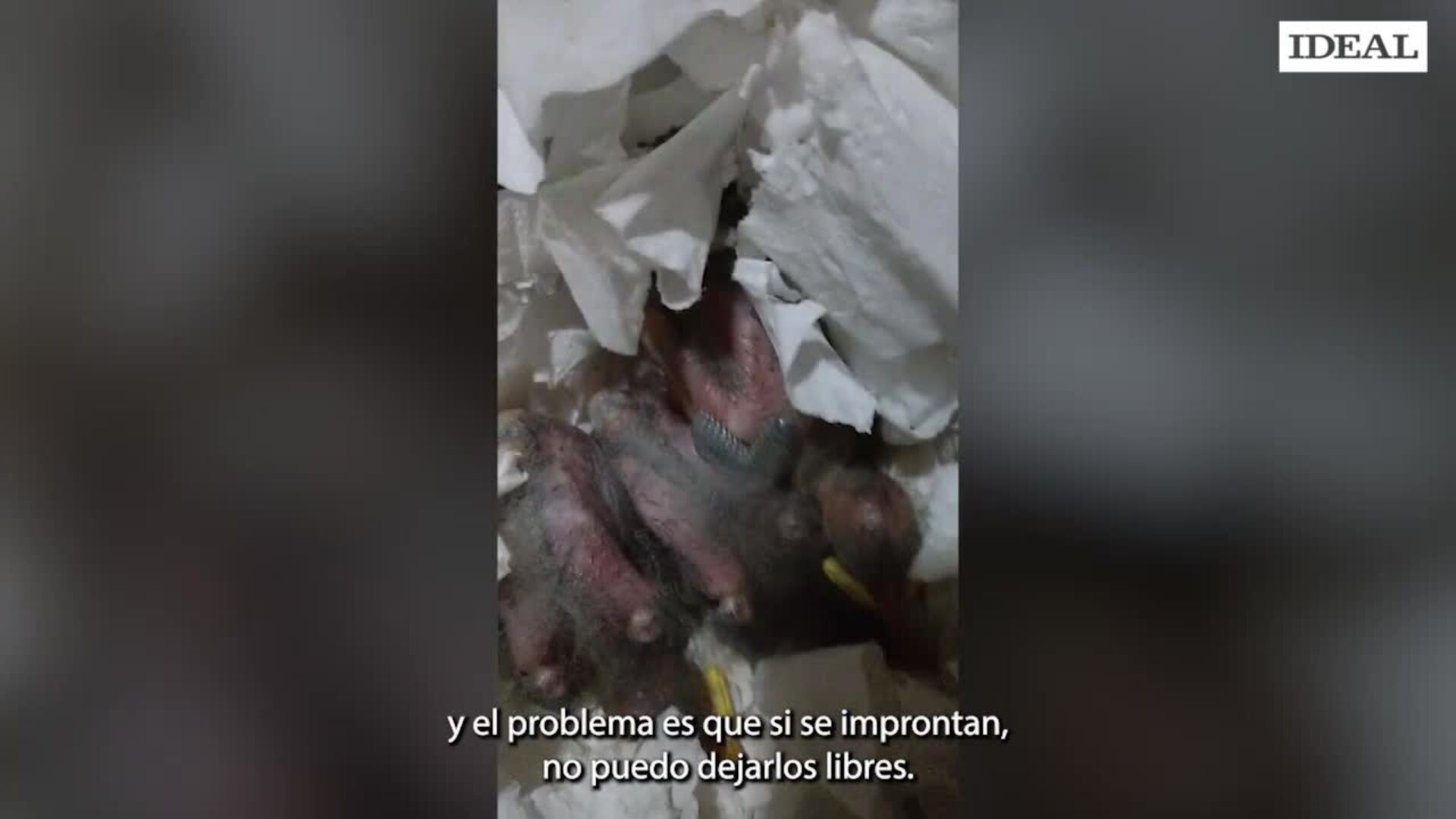 Germán el tiktoker granadino que enseña la fauna de la Alhambra