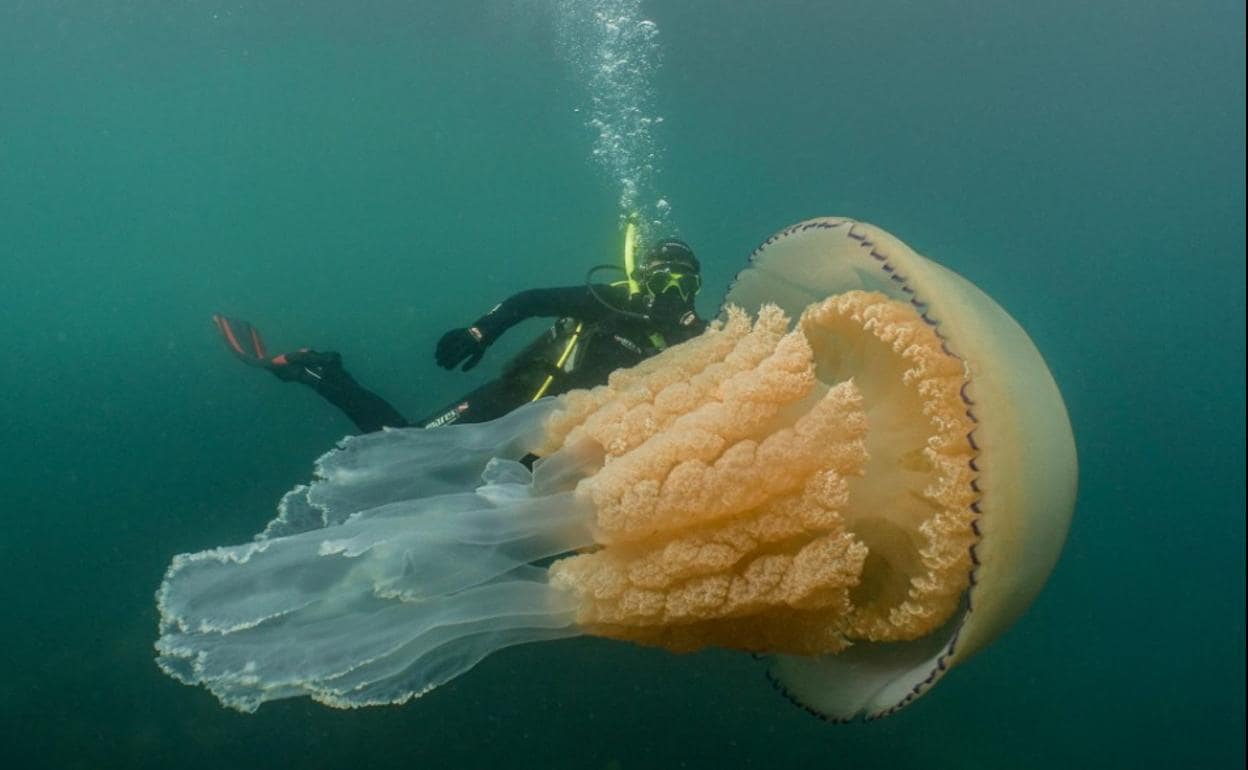 Una especie de medusa. 