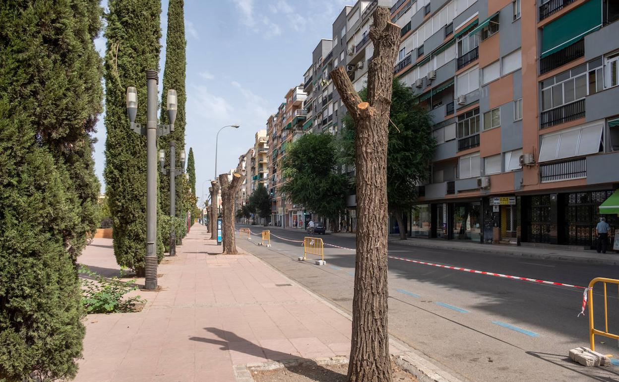 Vista del estado actual del arbolado afectado a la altura del parque García Lorca. 