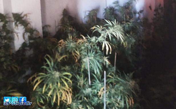 La marihuana hallada en el piso. 