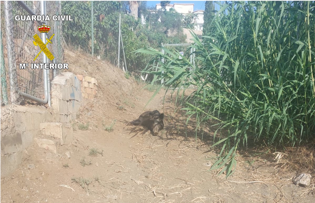 Jabalí herido por la trampa. 