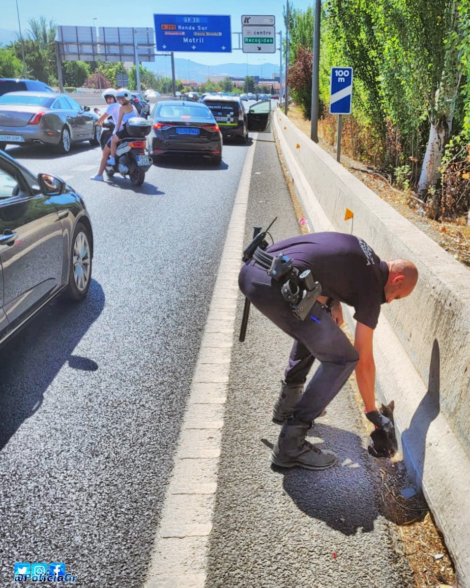 Un policía local captura al felino en el arcén de la Circunvalación.