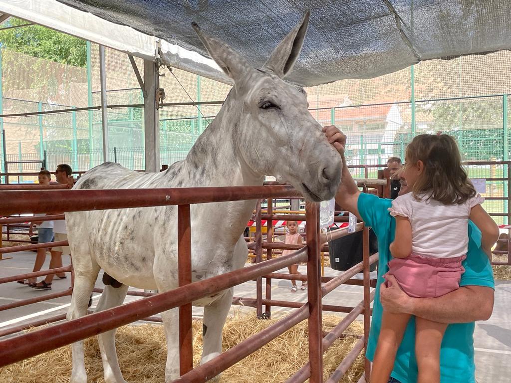 Ejemplar de asna andaluz, que se incorpora a la exposición ganadera. 