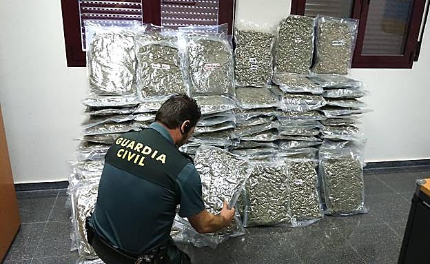 La cantidad de marihuana incautada que te envía a prisión: «Es inevitable»