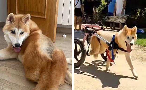 A la izquierda, Khaleesi descansando en casa. A la derecha, estrenando su silla de ruedas el pasado sábado.