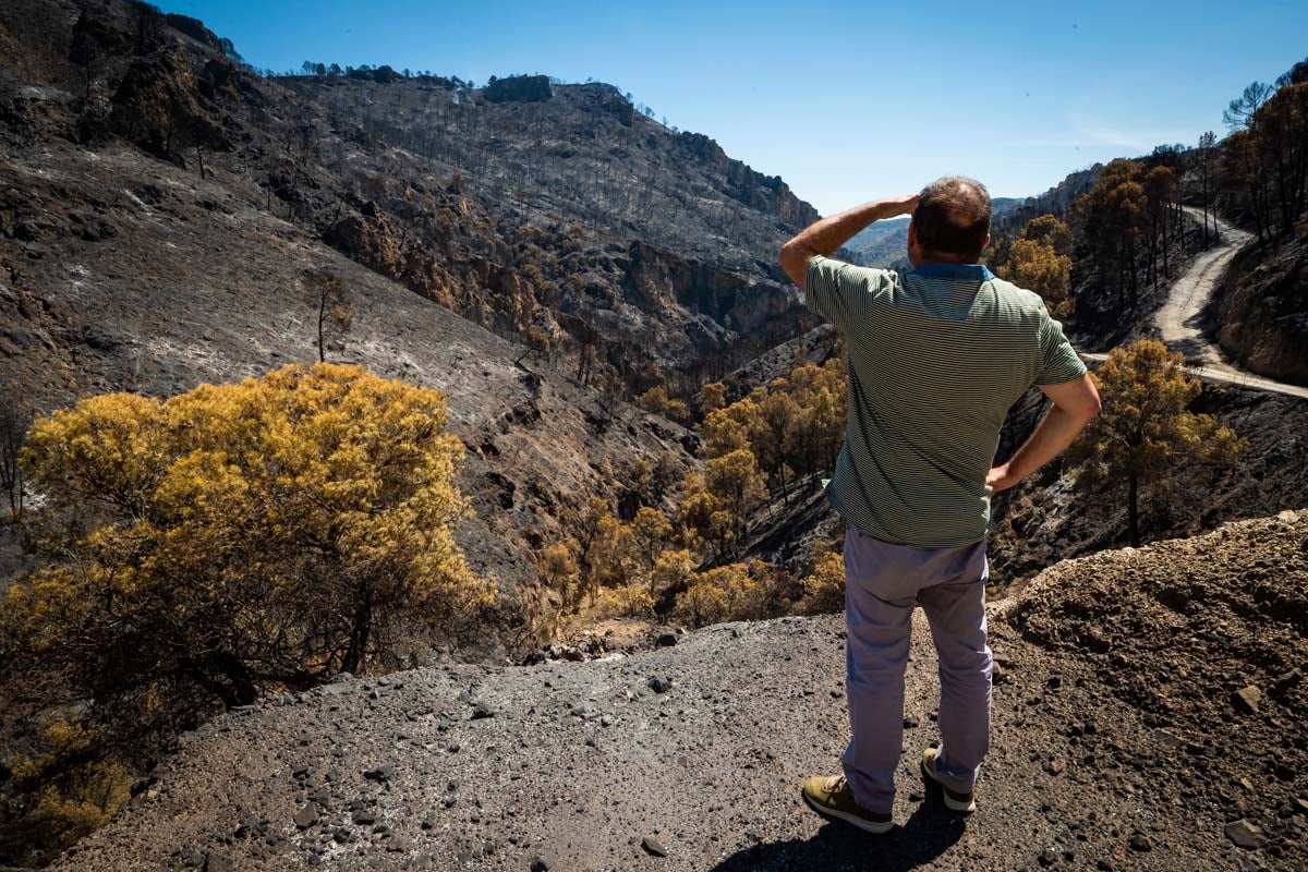 Así se encuentra la zona afectada por las llamas entre Los Guájares y Albuñuelas.