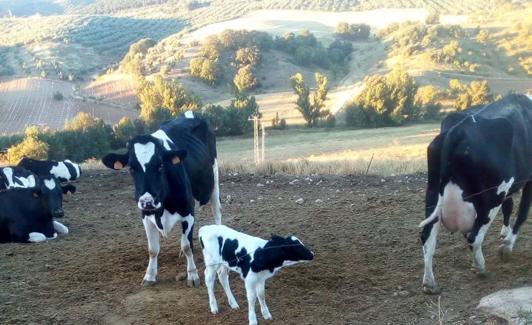 Vaquería en Alcalá la Real. 