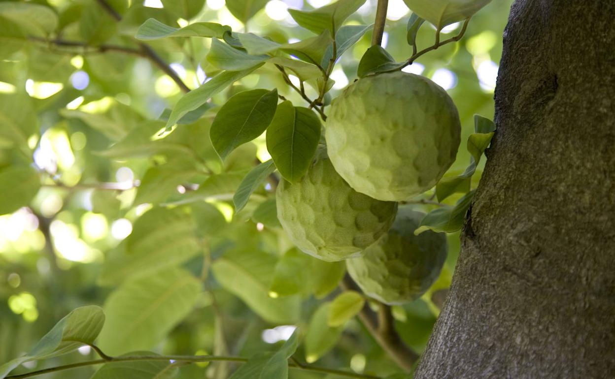 Los agricultores piden a la Junta obras para que el agua llegue también a La Herradura