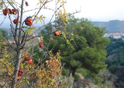 Imagen secundaria 1 - Distintos lugares del paraje en Molvízar.