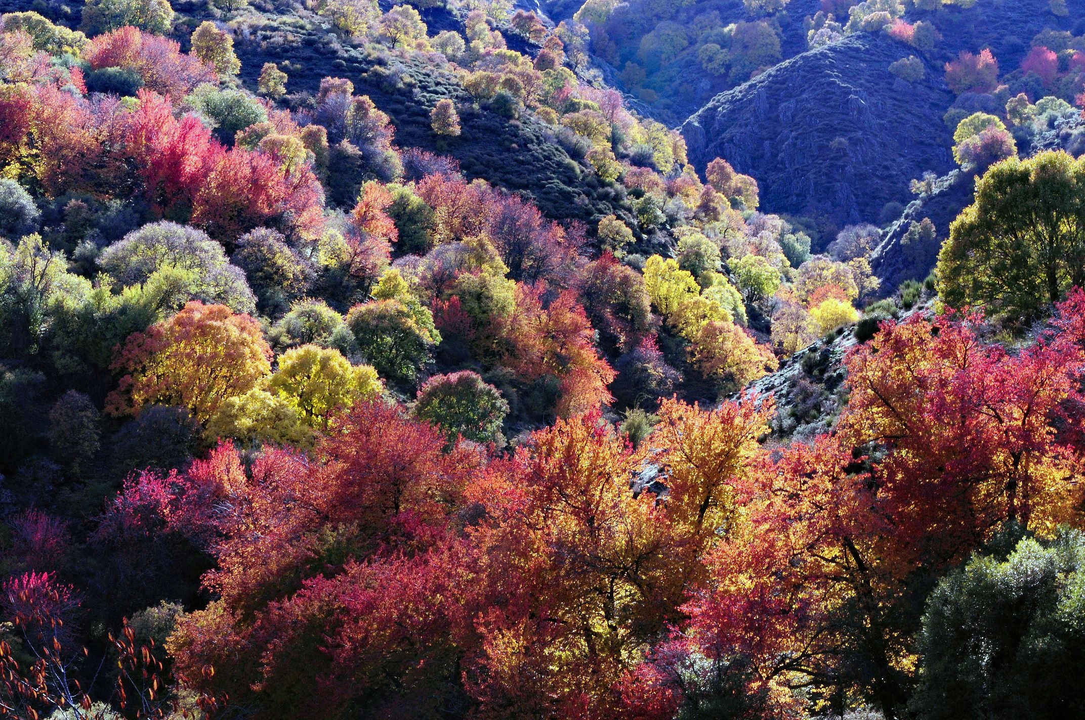 Imagen principal - Colores, tentadero y ganado en el camino al Bosque encantado. 