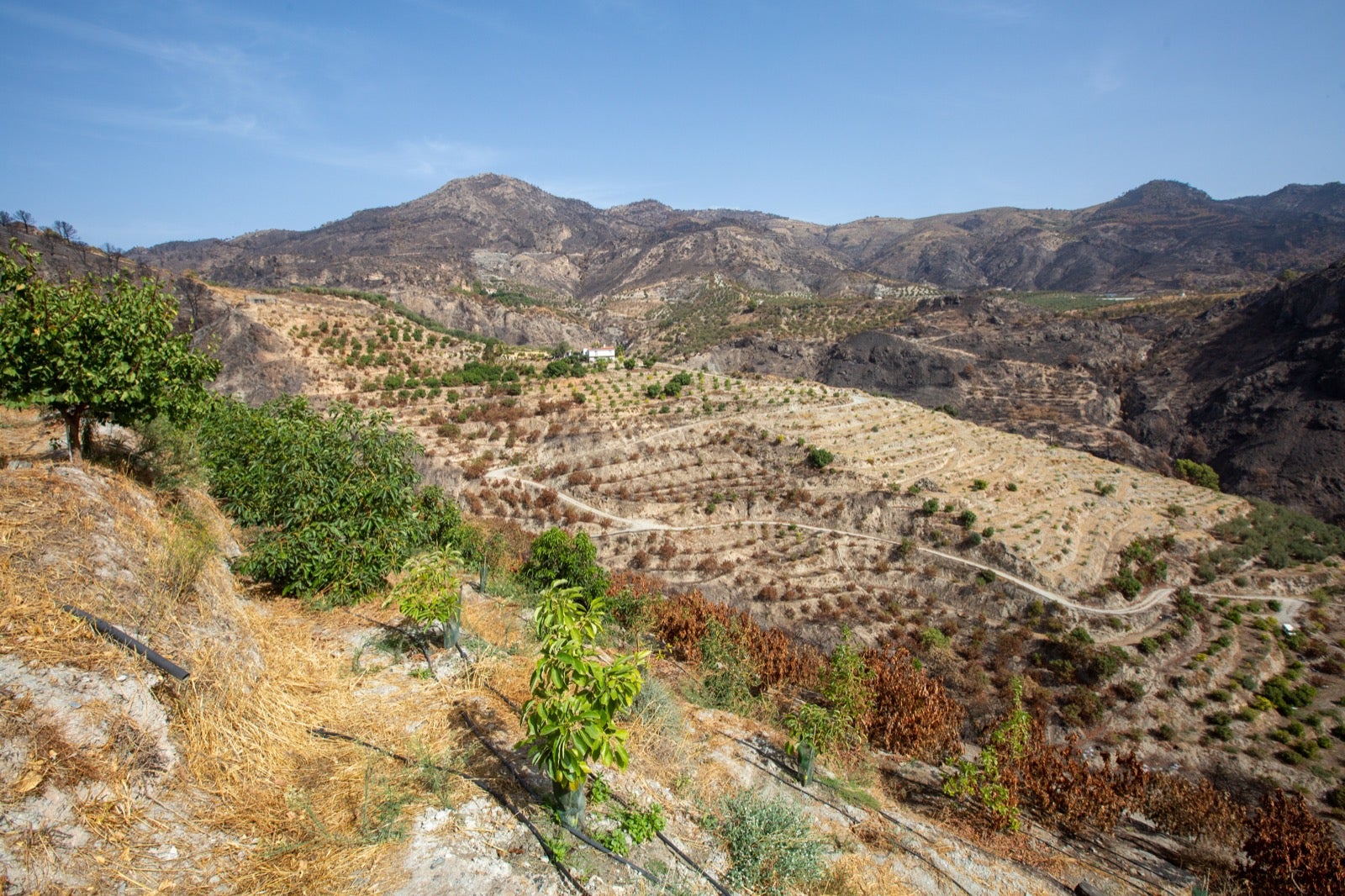 Así ha quedado la zona de Los Guájares tras el gran incendio